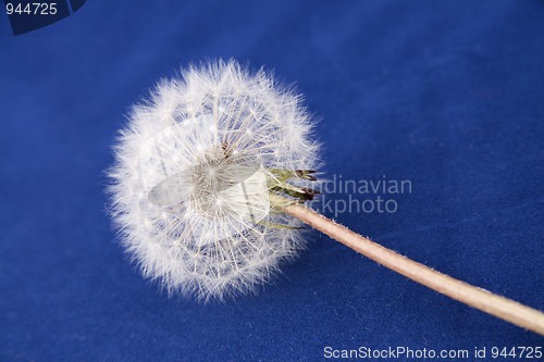 Image of Dandelion isolated on blue background