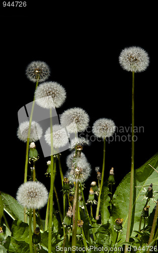 Image of Dandelions isolated on black background