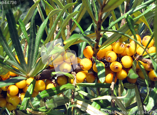 Image of Sea buckthorn