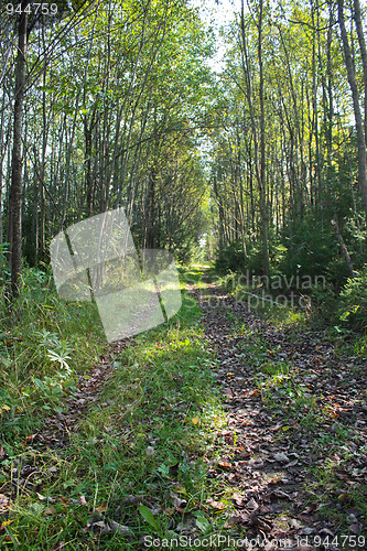 Image of A forest road