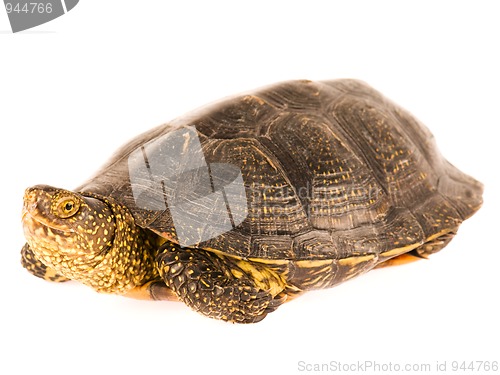 Image of Turtle