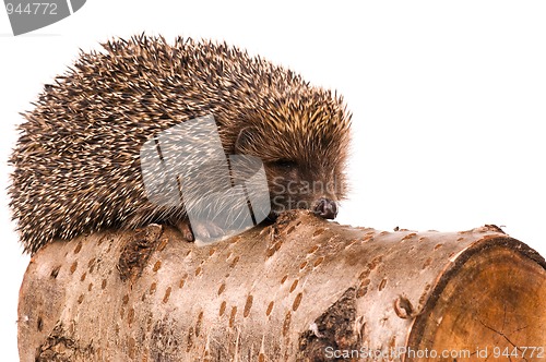 Image of Hedgehog