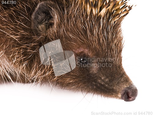 Image of Hedgehog