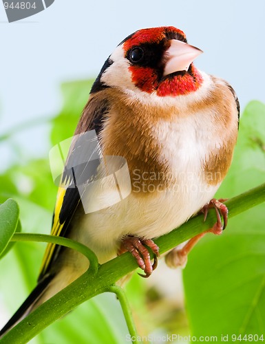 Image of Goldfinch