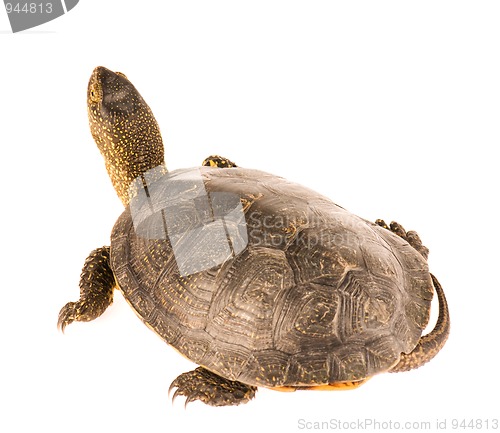 Image of Turtle