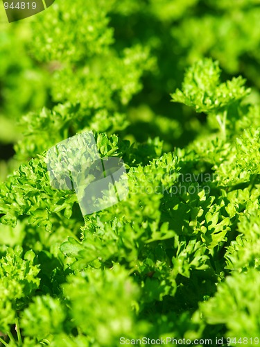 Image of Parsley background