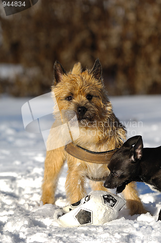 Image of Playing dogs
