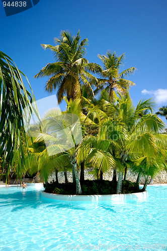 Image of Palms and swimming pool