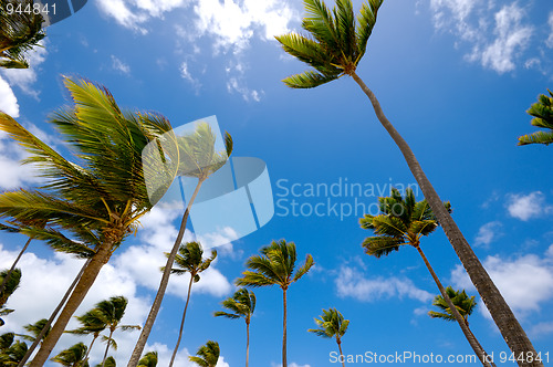 Image of Palms