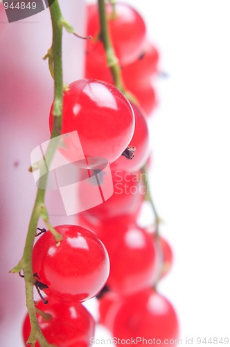 Image of Red currant