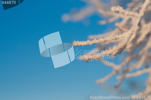 Image of Frozen bush