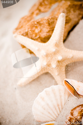 Image of starfish and shells