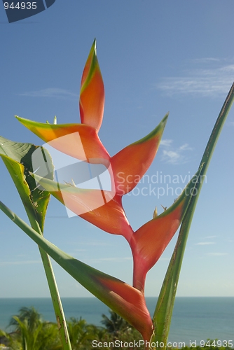 Image of beauty bloom