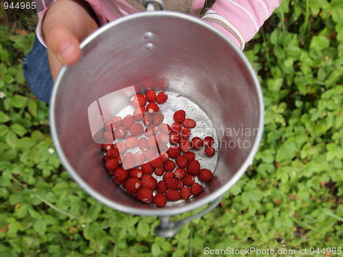 Image of wild strawberries II