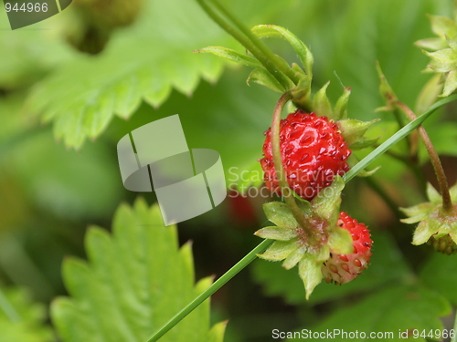 Image of wild strawberries