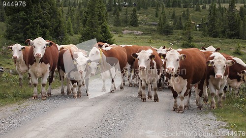 Image of cows in the mountains II