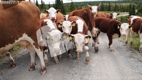 Image of cows in the mountains