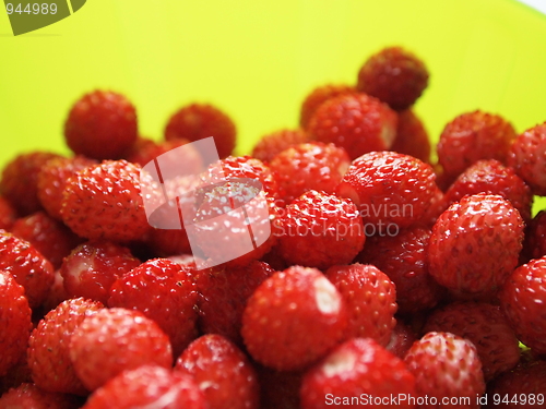 Image of wild strawberries III