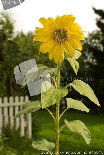 Image of Sunflower. Helianthus annuus