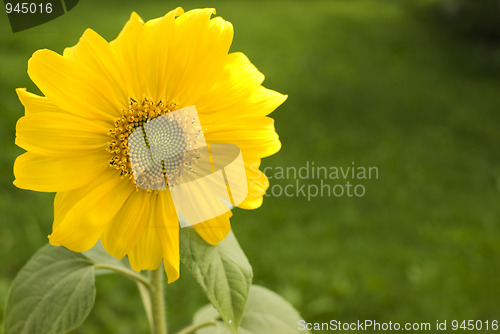 Image of Sunflower. Helianthus annuus