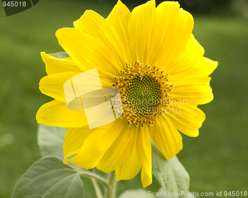 Image of Sunflower. Helianthus annuus