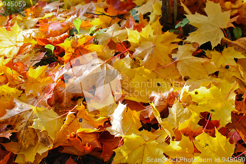 Image of Fall colors