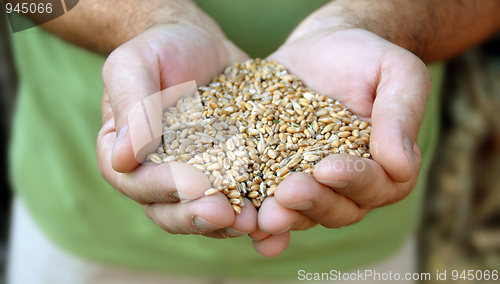 Image of Wheat in hands