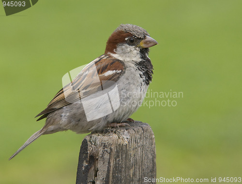 Image of House sparrow