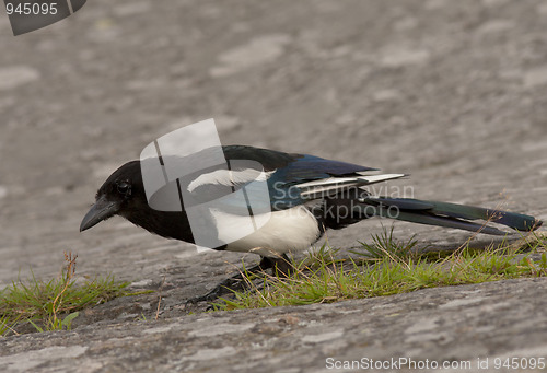 Image of Magpie