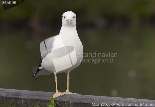 Image of Lesser Black-backed Gull