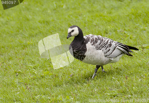 Image of Barnacle Goose. 