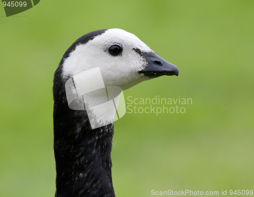 Image of Barnacle Goose. 