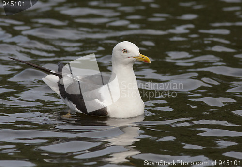 Image of Lesser Black-backed Gull