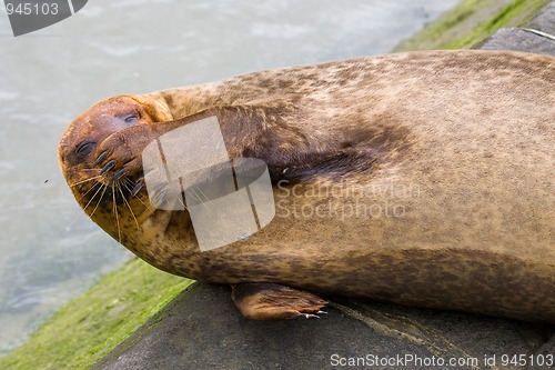 Image of Funny seal