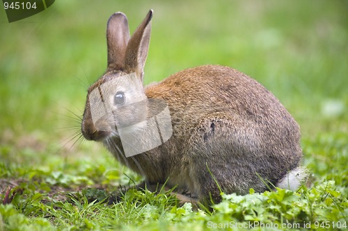 Image of Wild rabbit