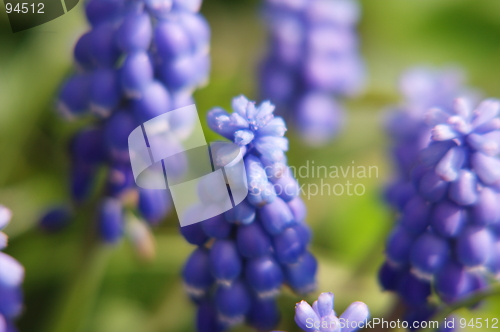 Image of Blue flower