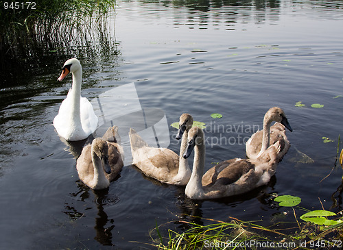 Image of Swans