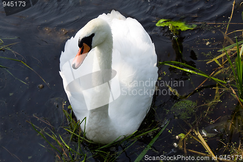 Image of White swan