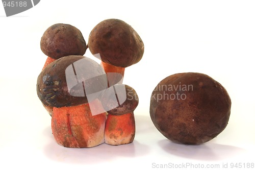 Image of Boletus erythropus