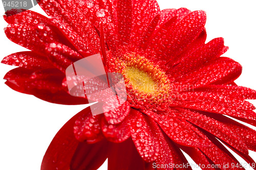 Image of red gerbera