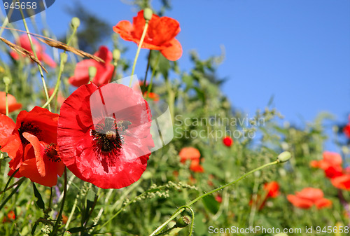 Image of Beautiful Poppies field 