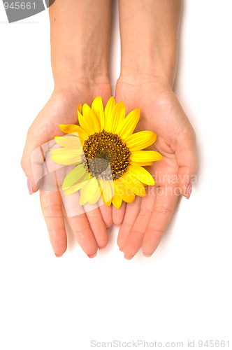Image of sunflower  like the sun in hands isolated