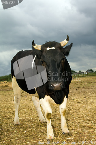 Image of Cow