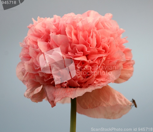 Image of Pink flower