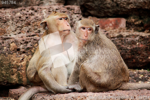 Image of Monkey in Lopburi of Thailand