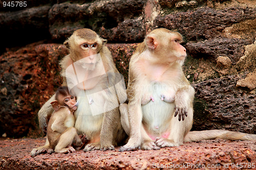 Image of Monkey in Lopburi of Thailand