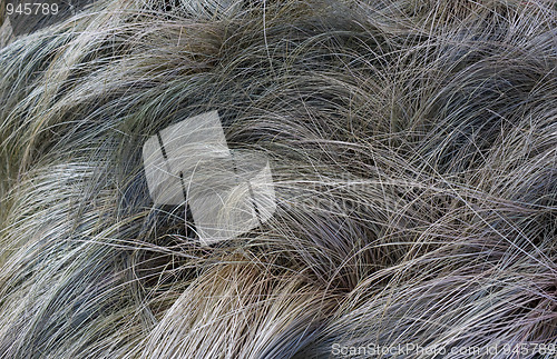 Image of Withered grass