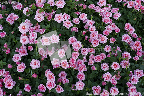 Image of Roses background