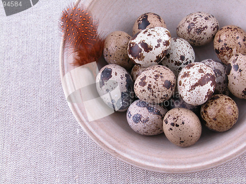 Image of quail eggs