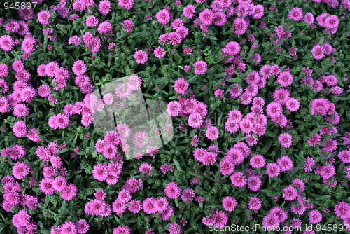 Image of Nice asters background